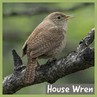 House Wren